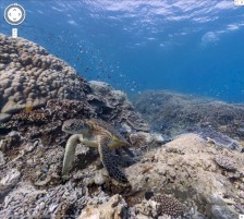 Google Sea View am Great Barrier Reef
