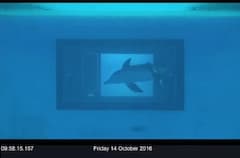 Delfin Foster spielt am Touchscreen