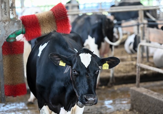 Eine Kuh lsst sich von einer automatischen Brste massieren.